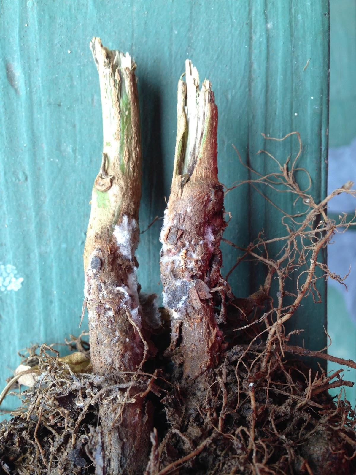 White mycelium on lower tomato stem infected with Southern blight. Sclerotia, the resting bodies of the fungus, can be seen inside the red circle.