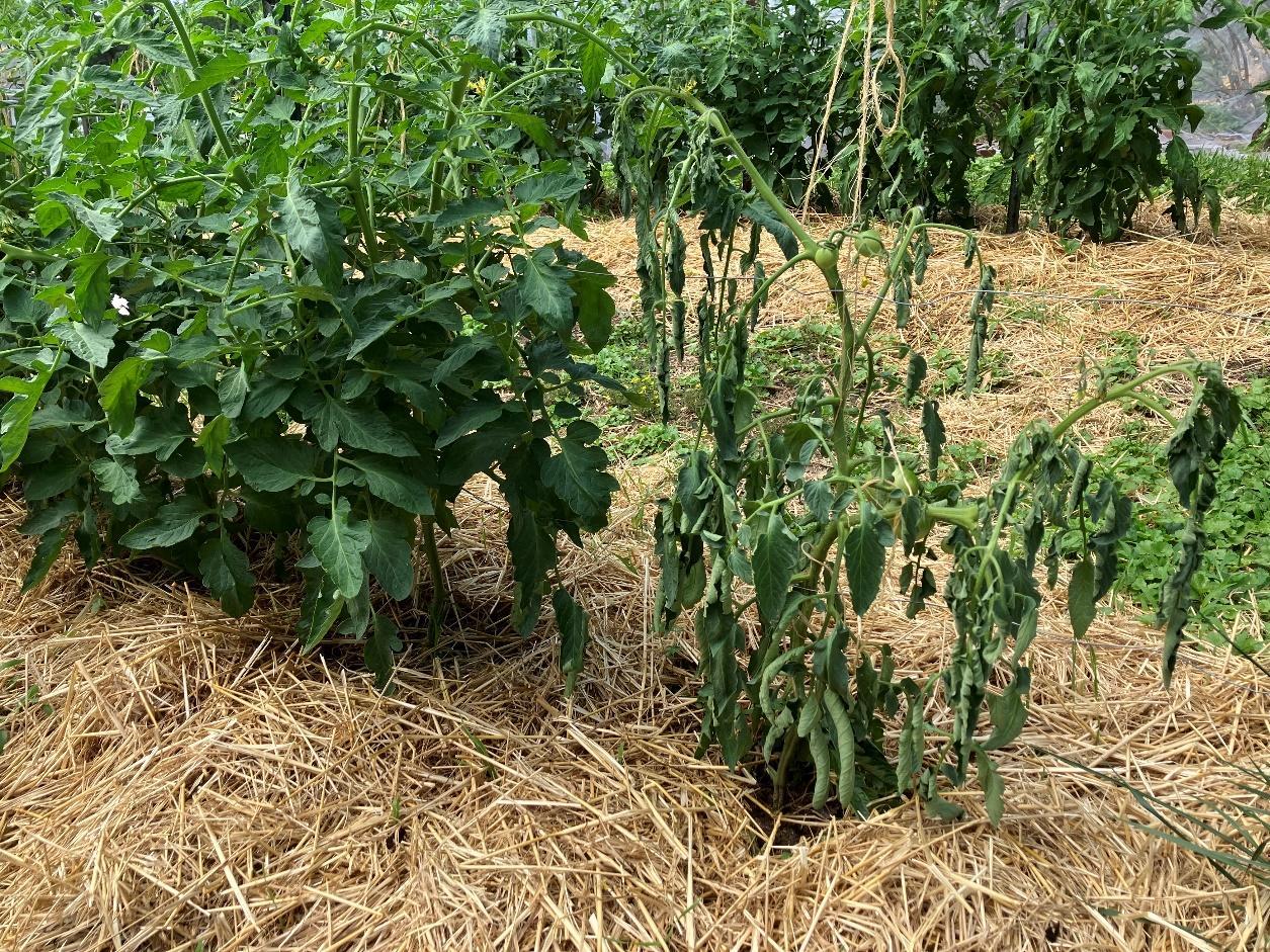 Wilted tomato plant in the author’s garden. The plant collapsed in one day’s time and did not recover.