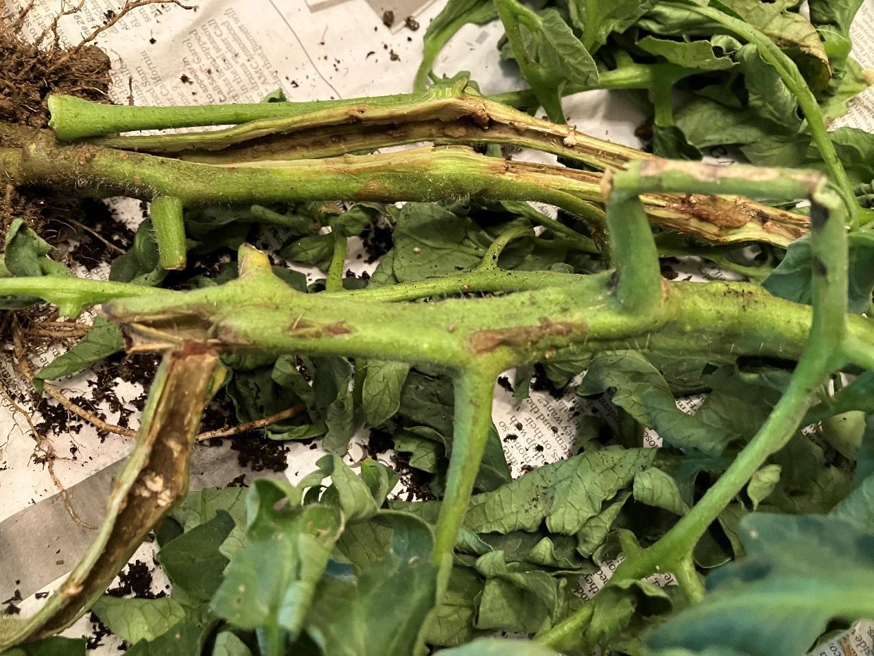 Significant stem lesions on the wilted tomato plant (Better Boy). The lower stem was darkened and hollow. 