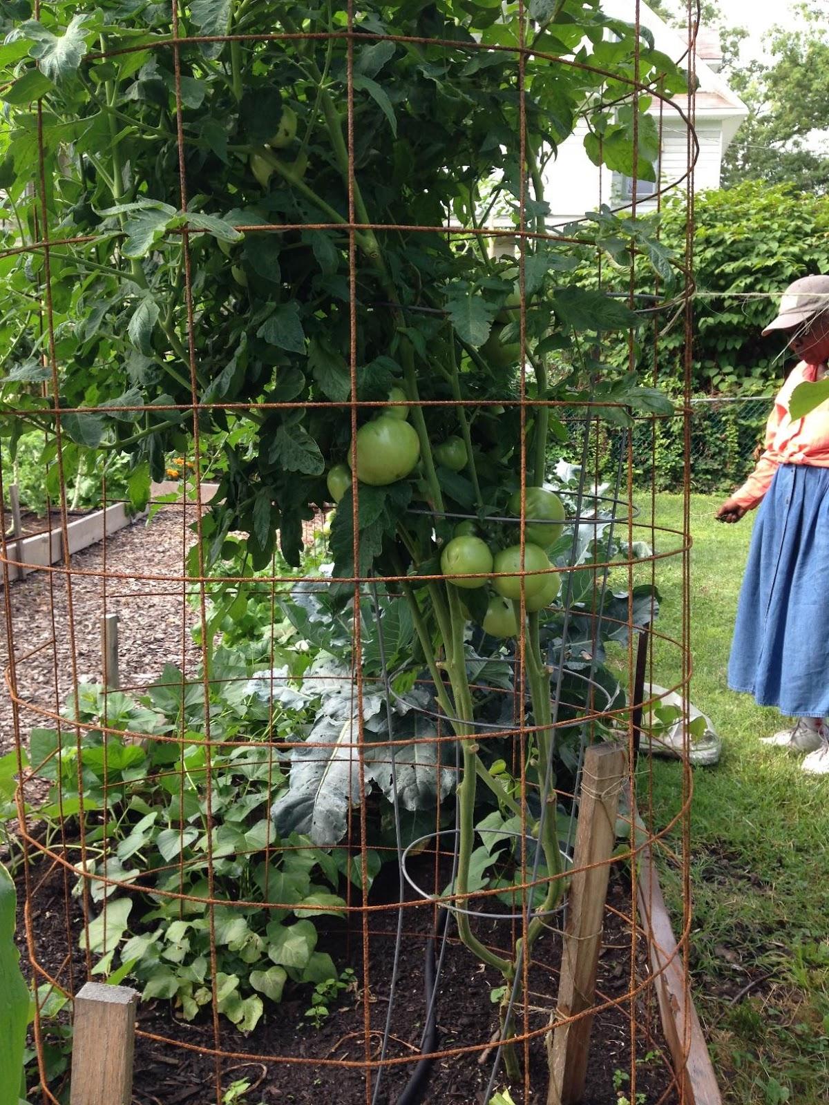 Tomato plant with lower branches pruned