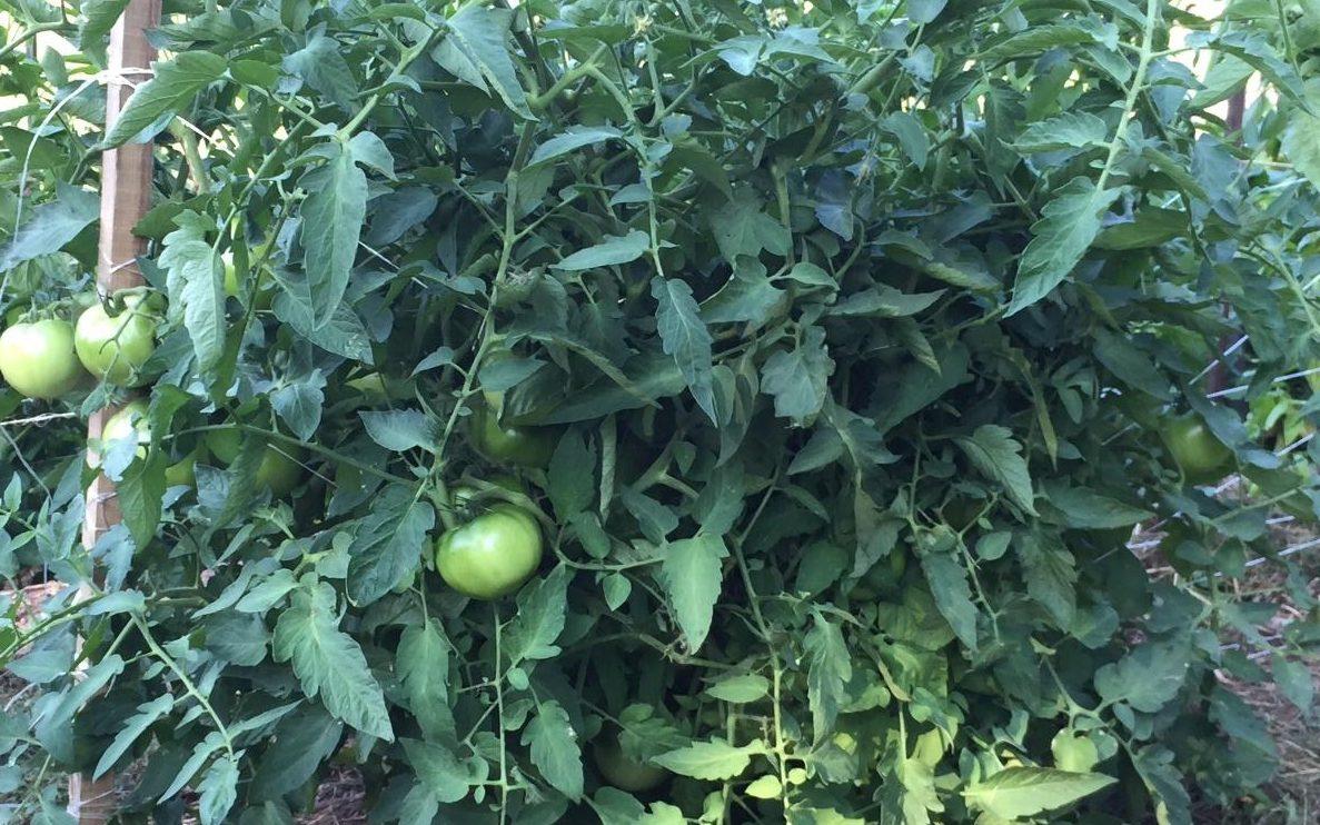 Tomato plants with support