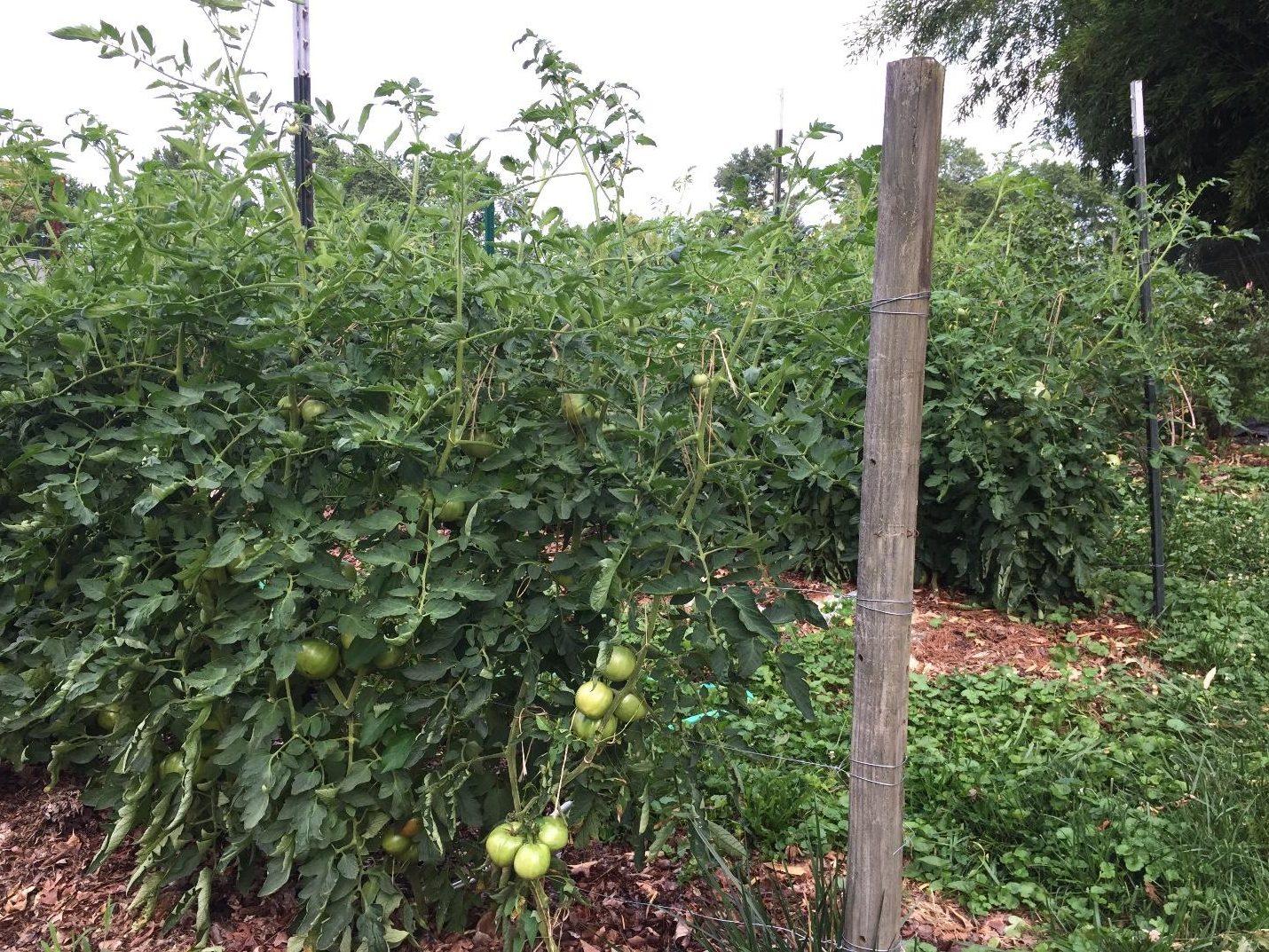 Tomato plants