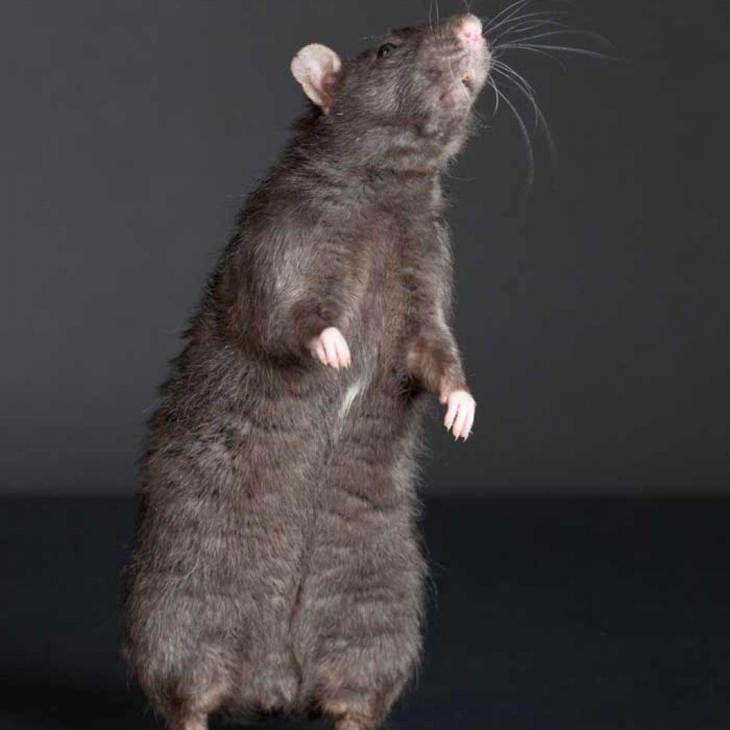 Why You Should Fear Rats More than You Already Do - Once Inside, It Is Very Difficult To Get Them Out
