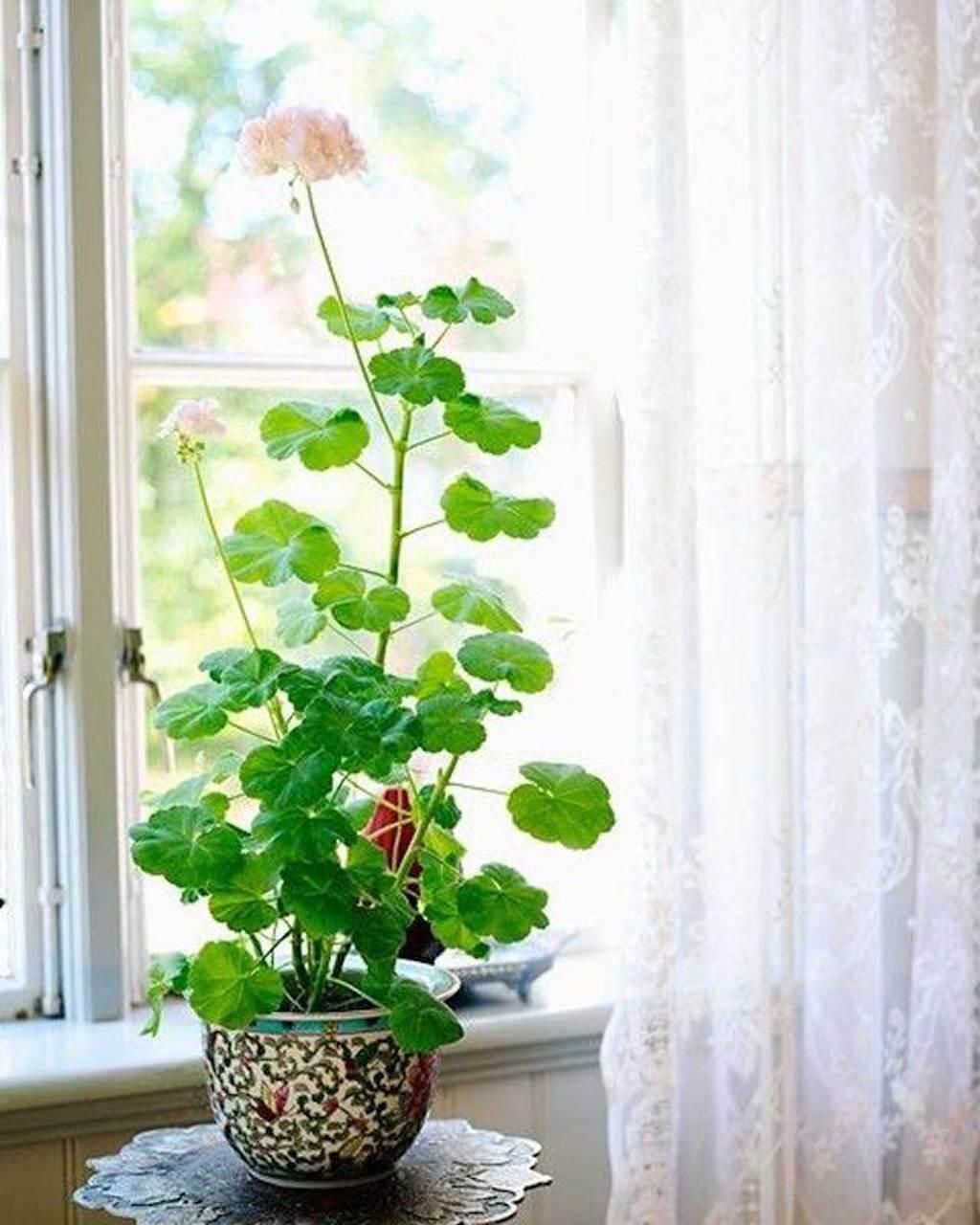 Pelargonium with pink flowers stretching a bit for the light.