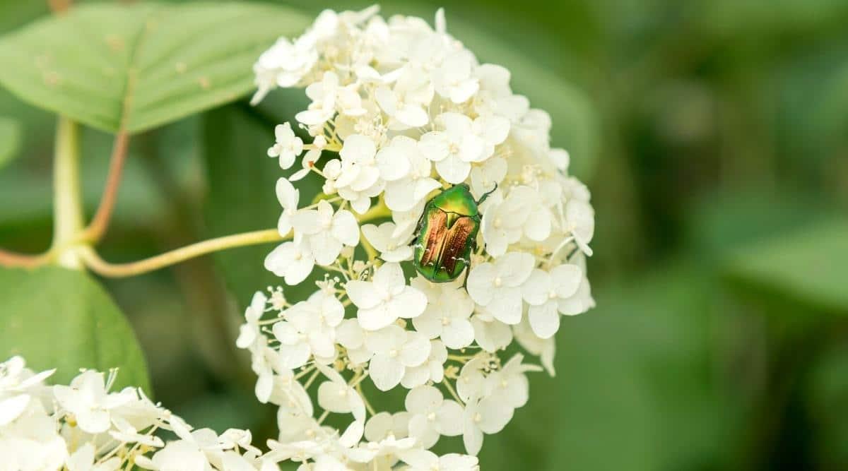 Beetle on Flowering Shrub