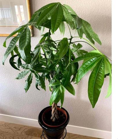 White Spots on Money Tree Leaves