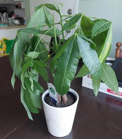 Why Is My Money Tree Leaves Droopy?