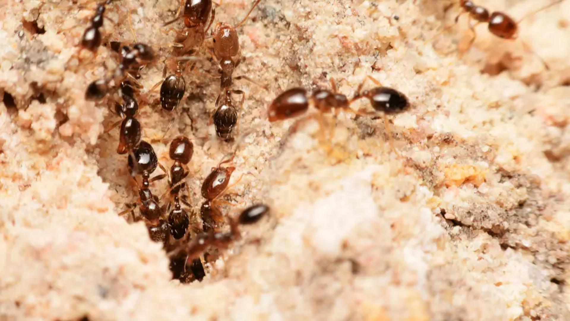 ants require a constant source of food to survive