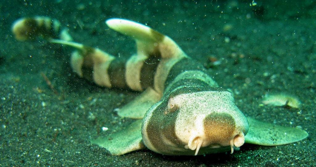 Bamboo sharks use their tails, pelvic, and pectoral fins to walk across the ocean floor