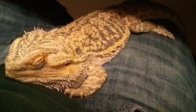 bearded dragon sleeping