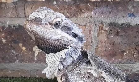 bearded dragon shedding