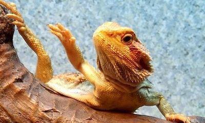 Why do bearded dragons arm wave