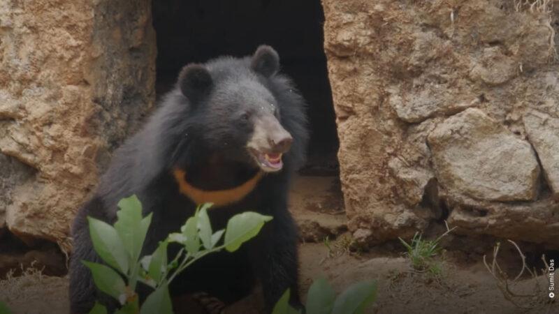 Asiatic Black Bear