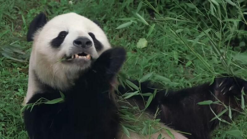 Giant Pandas