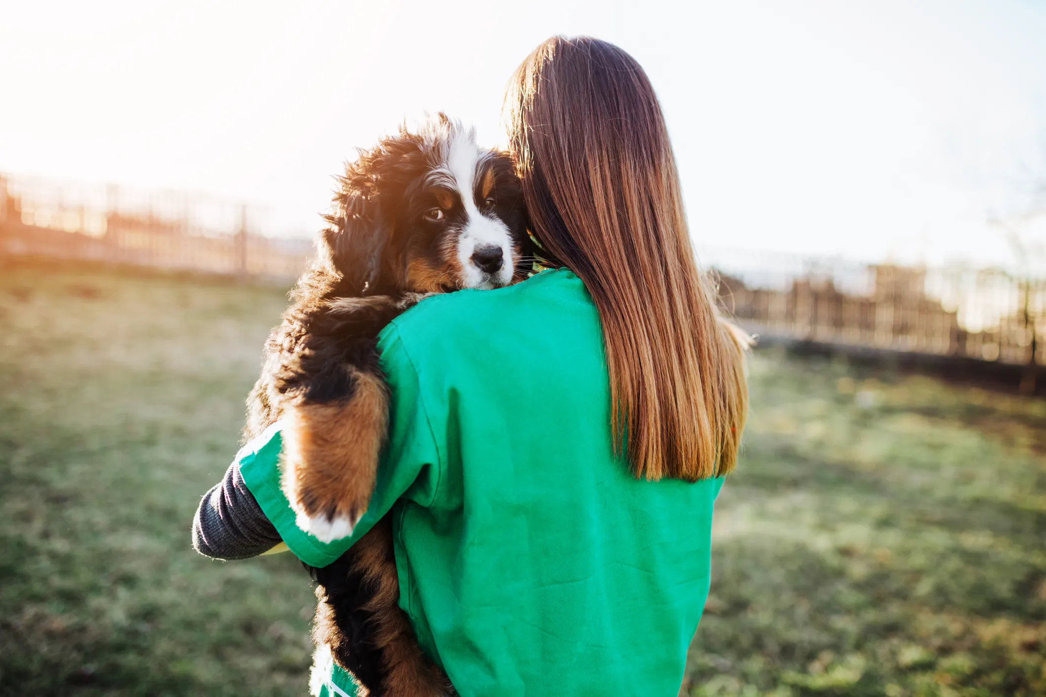 Young woman working together with veterinarian at kennel or animal shelter and checking health of adorable Bernese Mountain dogs.