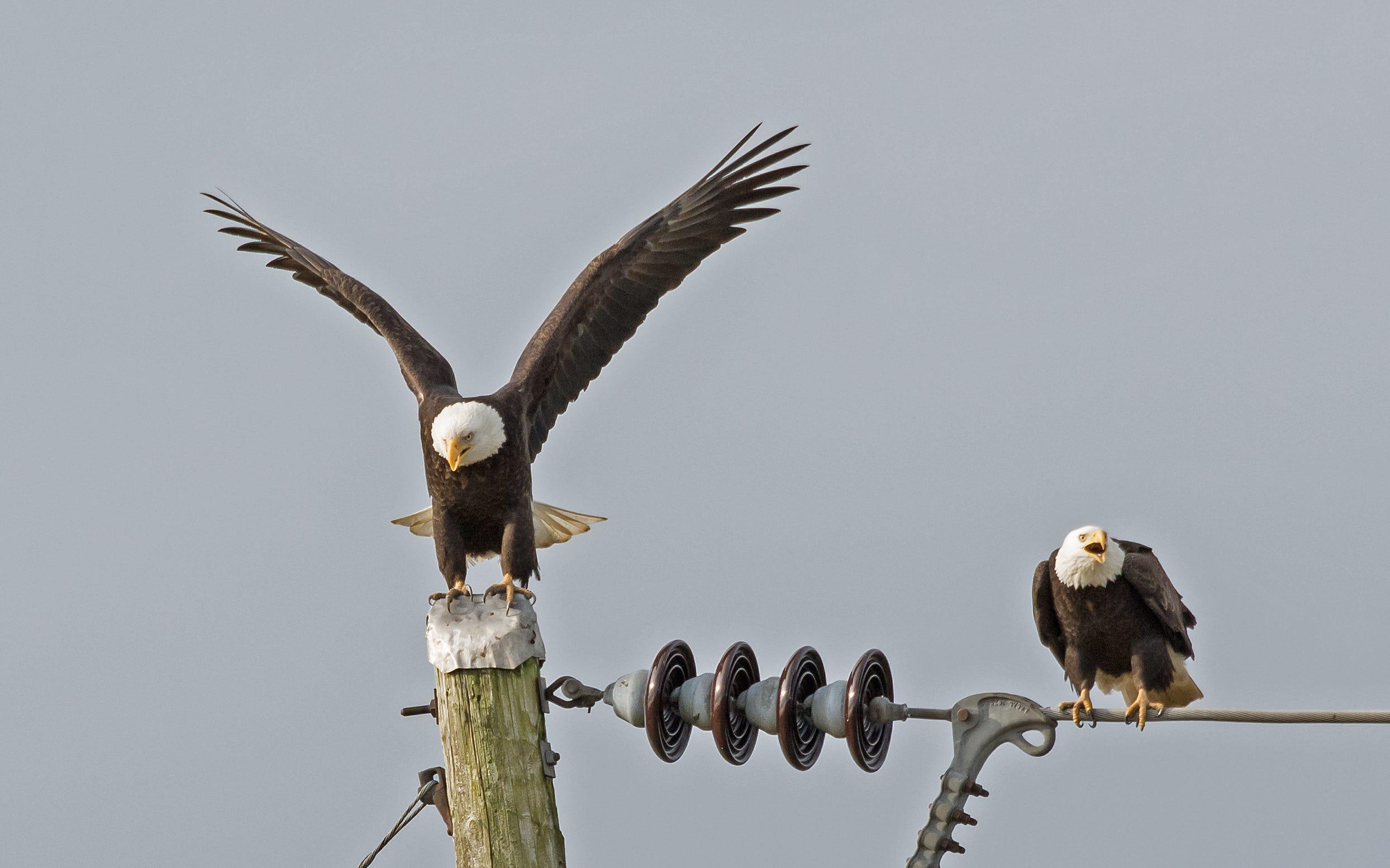 Eagles may sit on power lines or power poles to scope out prey or to nest.