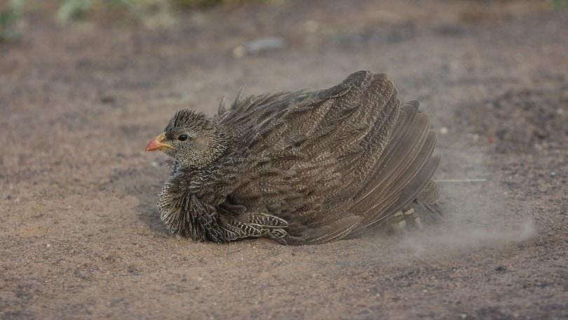 a natal spurfowl taking a dust bath