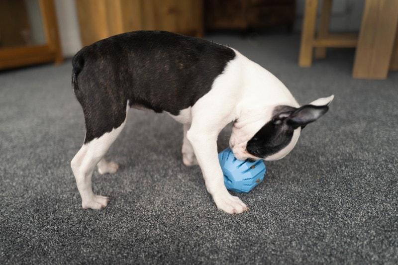 Boston Terrier puppy playing with a toy feeder