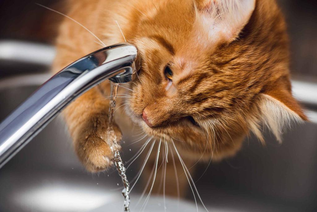 Petlibro blog Why Does My Cat Dip Their Paw in Their Water Bowl