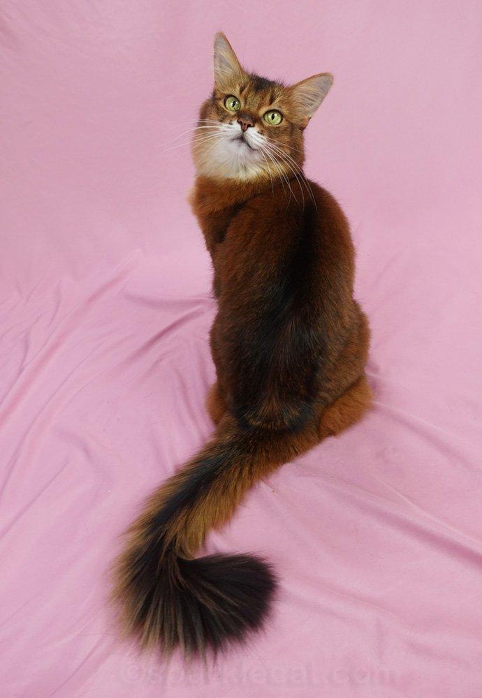 Somali cat turning around to face the camera