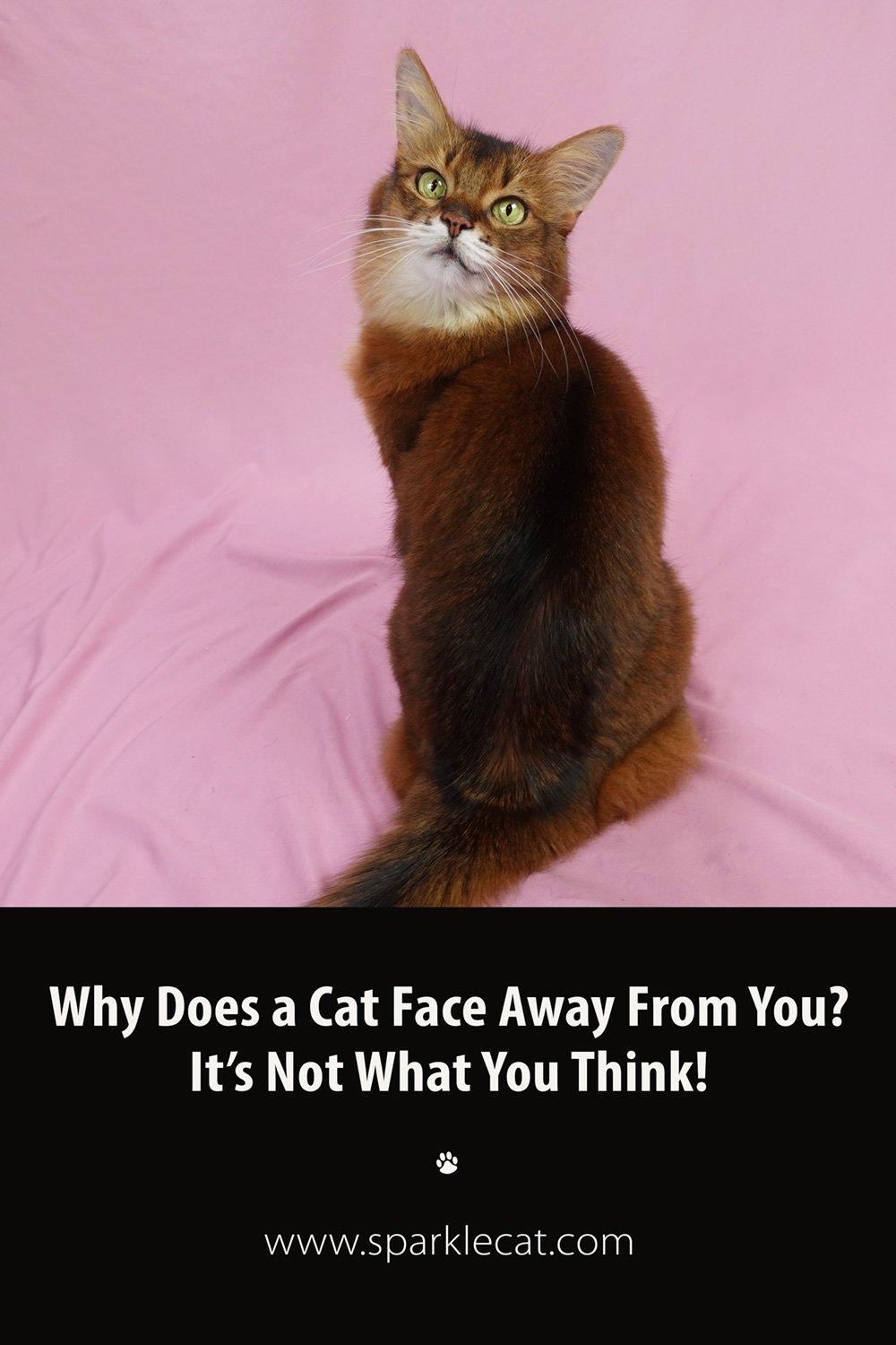 Why Does Your Cat Face Away From You? It’s Not What You Think!