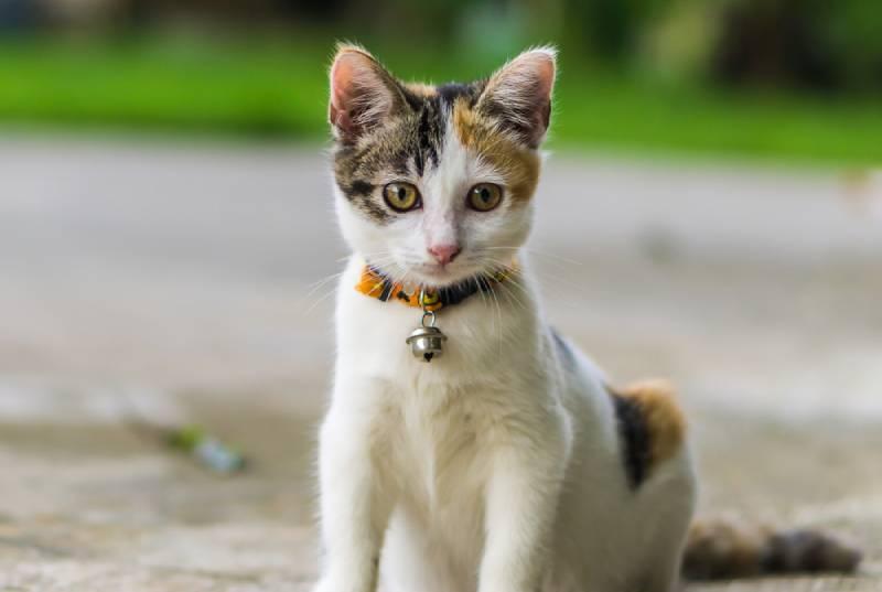 a harlequin cat outdoors wearing a collar with a bell
