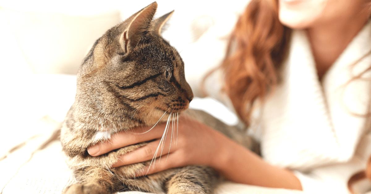 cat on owners lap