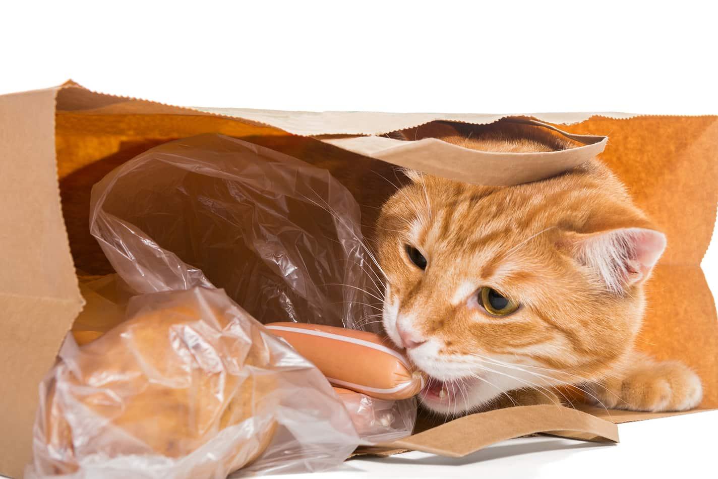 Ginger cat in a paper bag chewing on wrapped sausages.