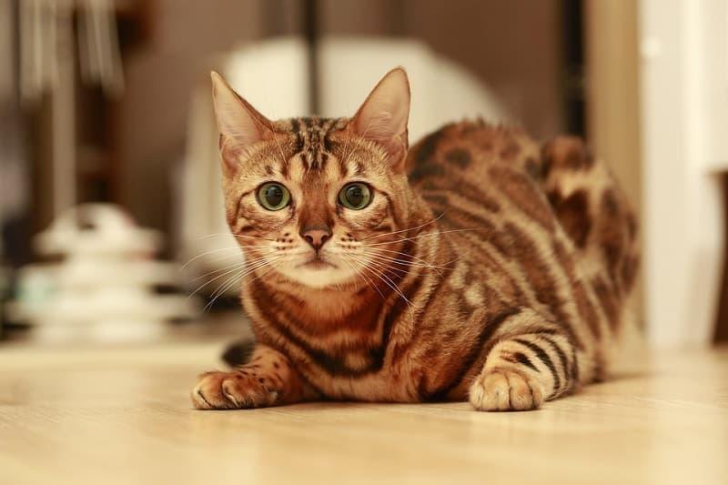 Bengal cat