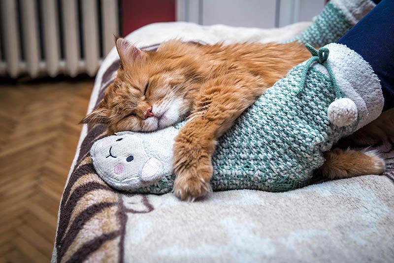 cat sleeping in between a person's feet