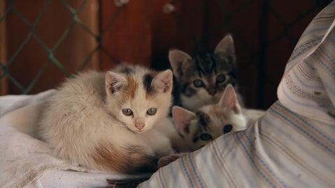 kittens cuddling on the bed together