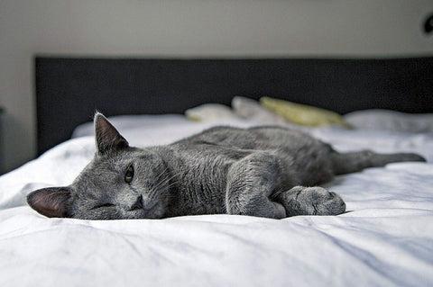grey cat sleeping on the bed