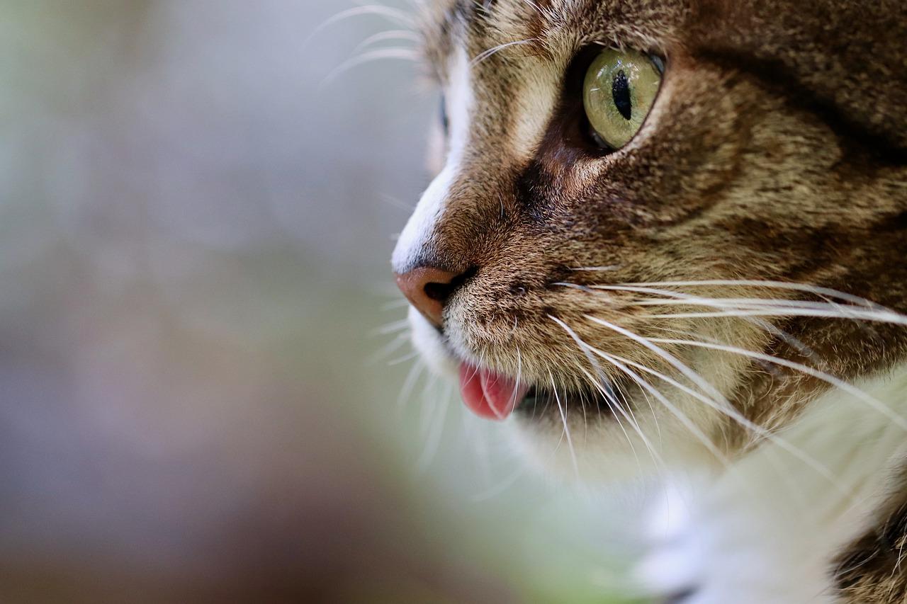 Close-up of a tabby cat sticking their tongue out.