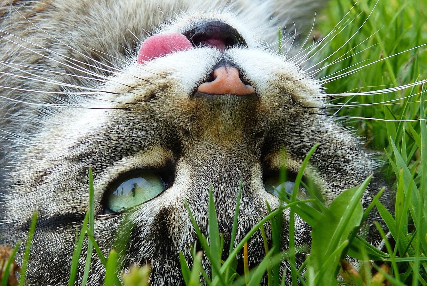 A tabby cat lies in the grass upside down with their tongue out