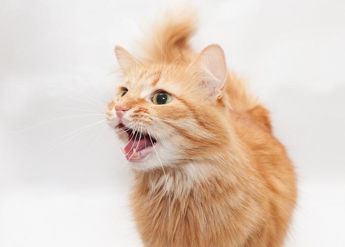 Image of an upset cat hissing, displaying defensive body language and vocalizing its discomfort or perceived threat.