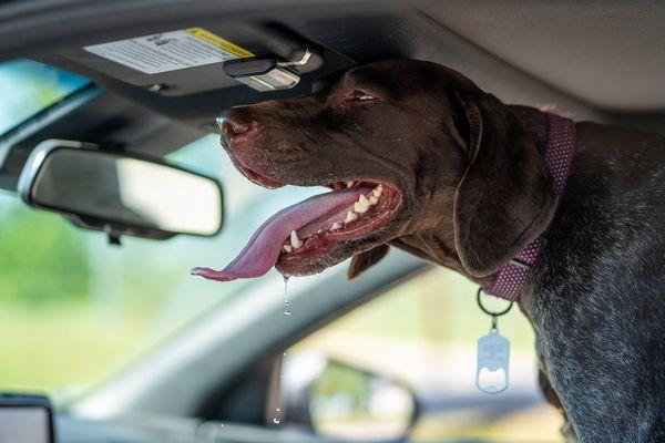 why does my dog drool in the car