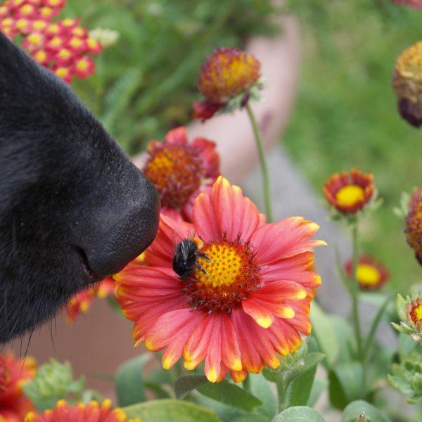 dog sniffing bumblebee on a flower
