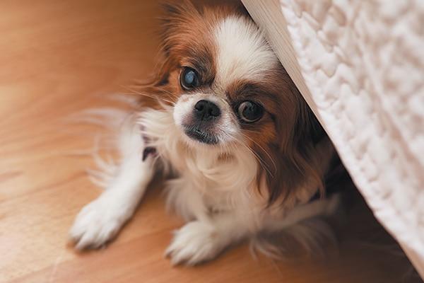 Understanding noise phobias will help you better understand your dog. Photography ©alexkich | Getty Images.