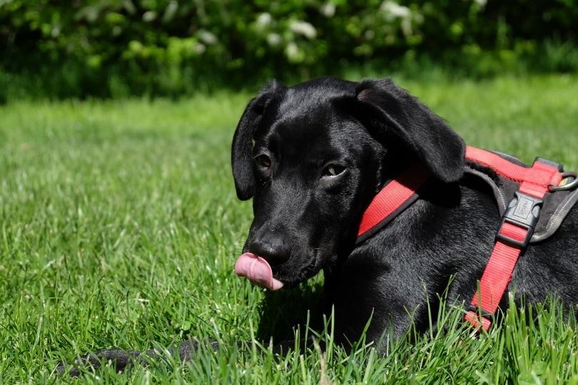 dog in the grass licking nose