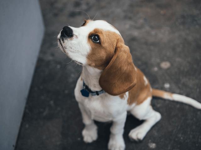 beagle puppy looking up