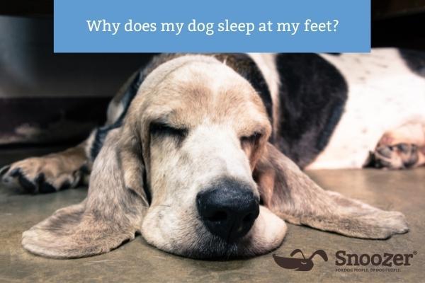 Snoozer-why-does-my-dog-sleep-at-my-feet-Blog Image- 400x600