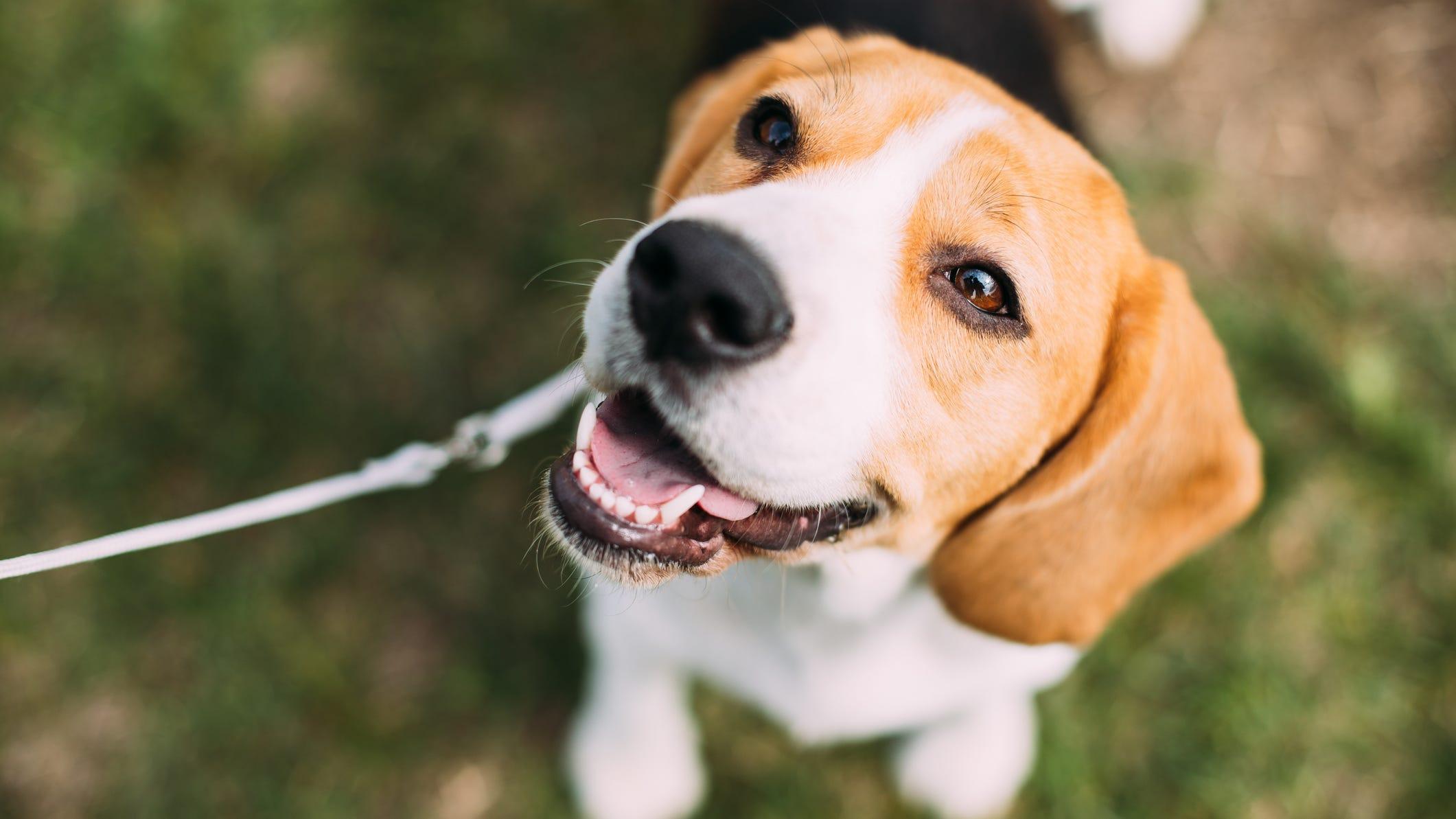 A beagle staring up at the camera.