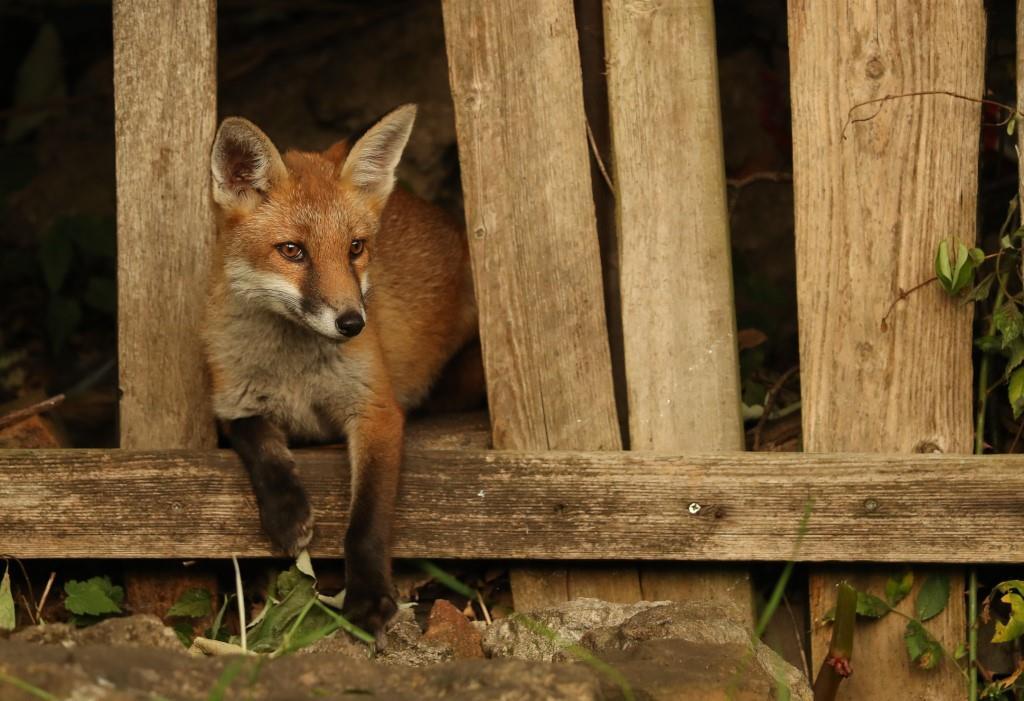 fox resting on fence
