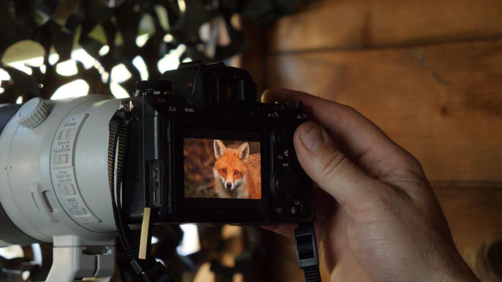 camera held in hand with fox in viewfinder