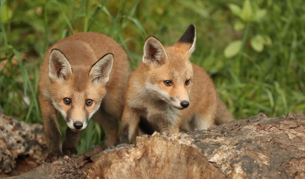 two fox cubs scrambling over a log