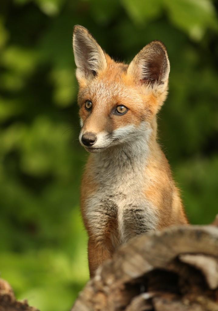 fox cub sitting upright with ears pricked