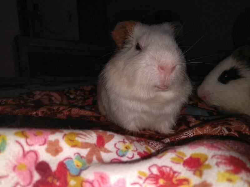 Guinea pig in a meadow