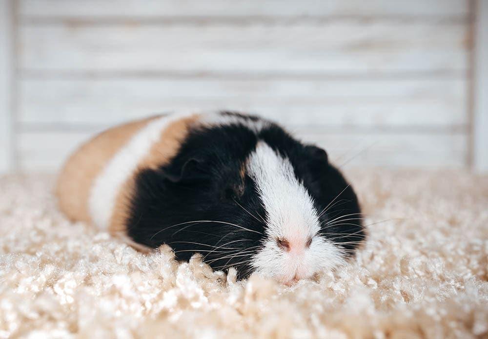 Two lovely guinea pig babies together in summer