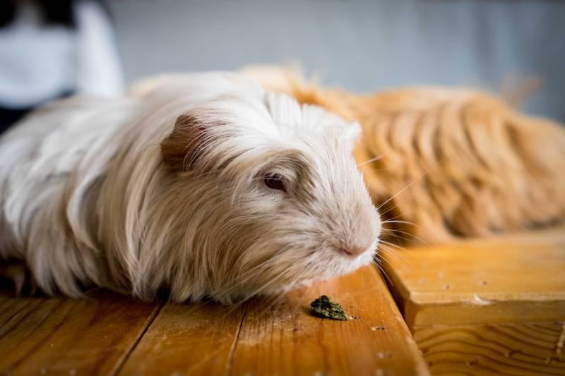 guinea pig sleeping in its cage