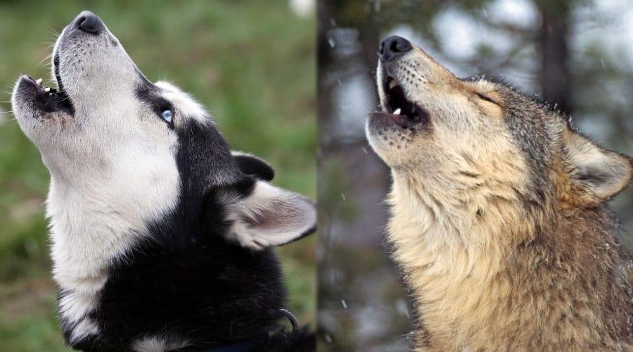 Howling Animals